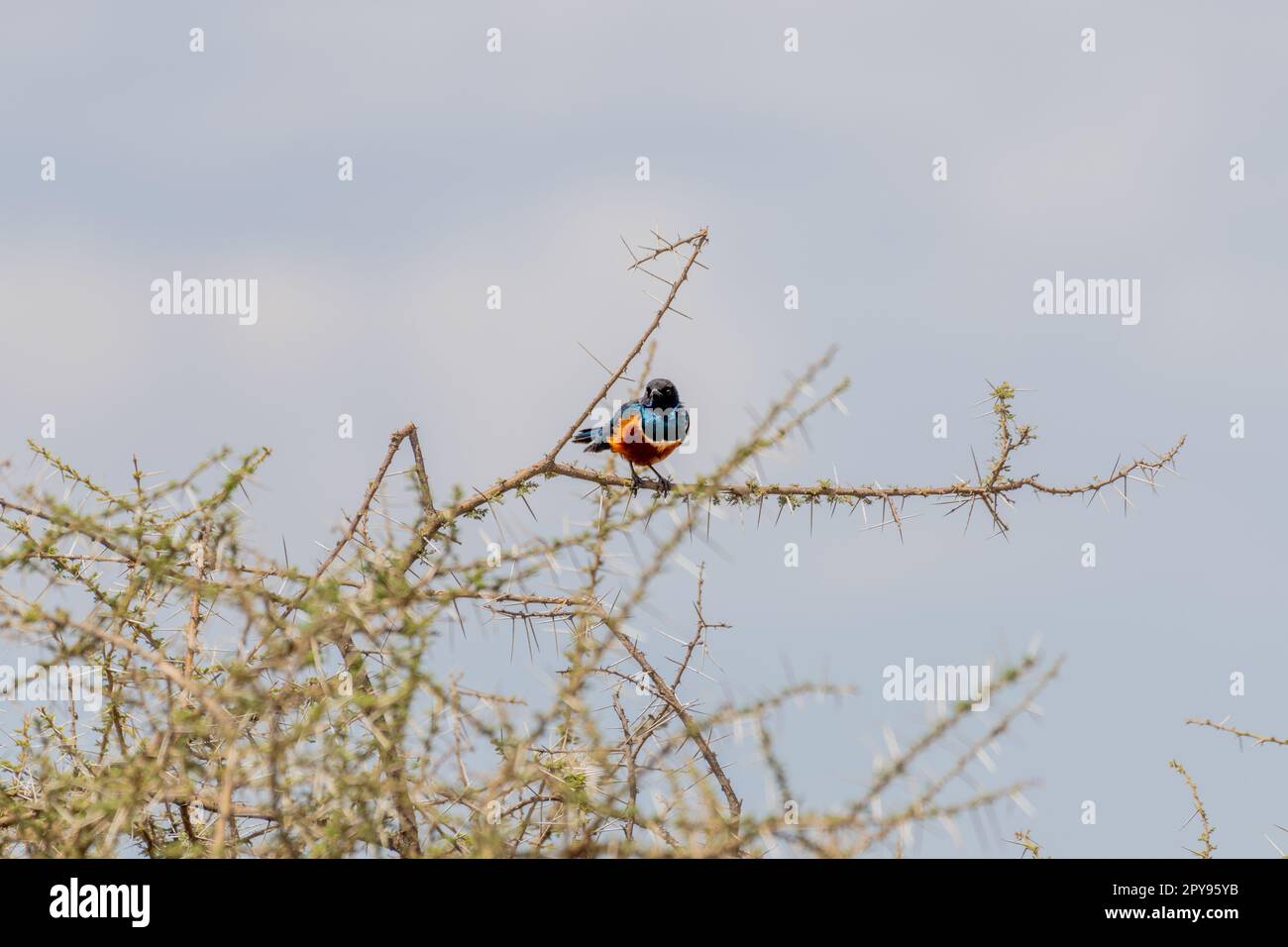 Oiseaux sauvages dans le parc national du Serengeti Banque D'Images