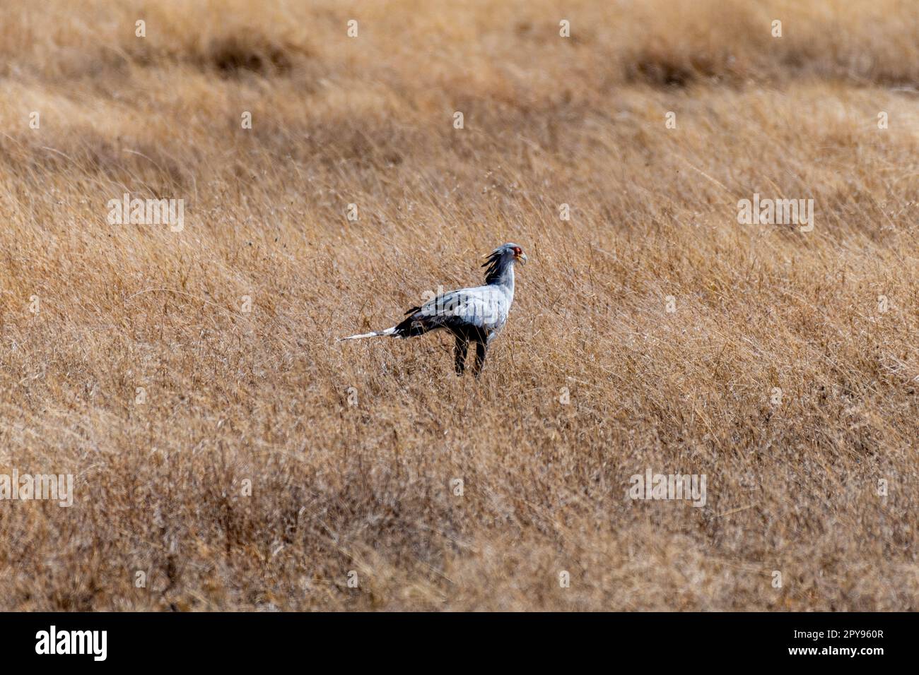 Oiseaux sauvages dans le parc national du Serengeti Banque D'Images