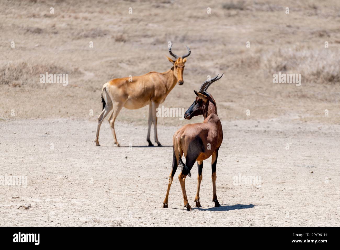 Gazelles sauvages de Thomson dans la savane africaine Banque D'Images