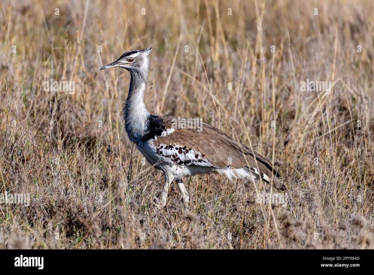 Oiseaux sauvages dans le parc national du Serengeti Banque D'Images
