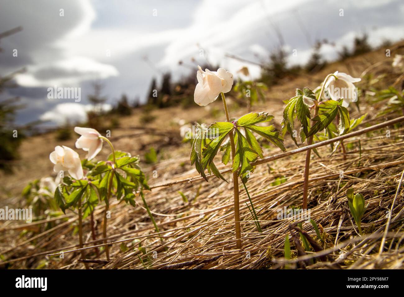 Gros plan Meadow buttercup fleurs croissant à travers l'herbe sèche photo concept Banque D'Images