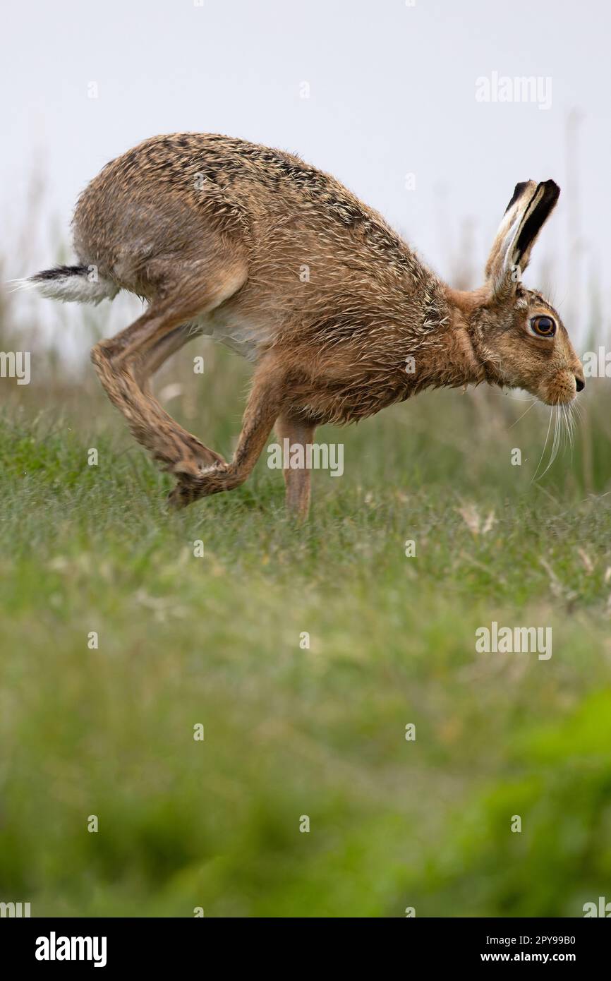 Lièvre brun (Lepus europaeus) CLEY Norfolk UK GB avril 2023 Banque D'Images