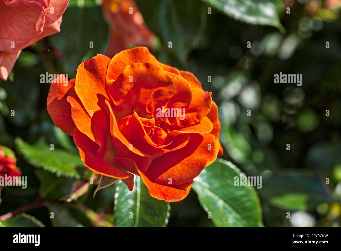 Rose (Rosa chinensis), exposition internationale des jardins, 2017, Berlin, Allemagne Banque D'Images