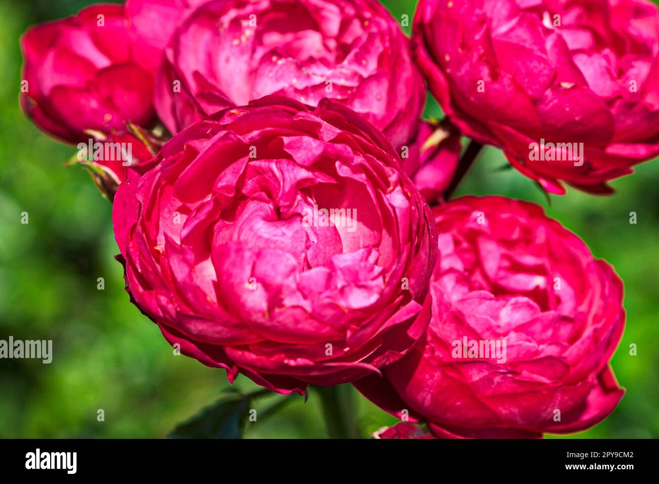 Rose (Rosa chinensis), exposition internationale des jardins, 2017, Berlin, Allemagne Banque D'Images