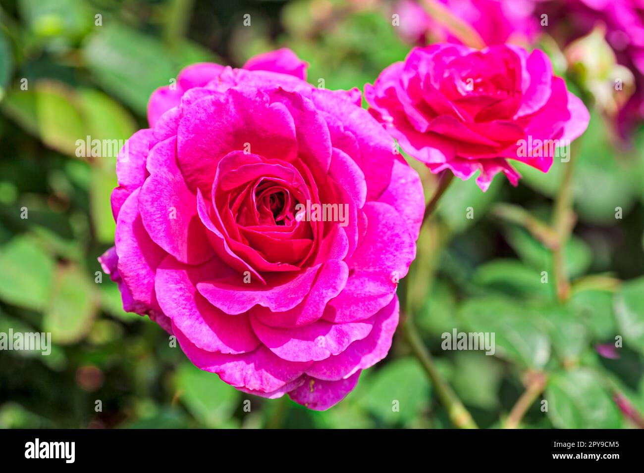 China Rose (Rosa chinensis), exposition internationale des jardins, 2017, Berlin, Allemagne Banque D'Images