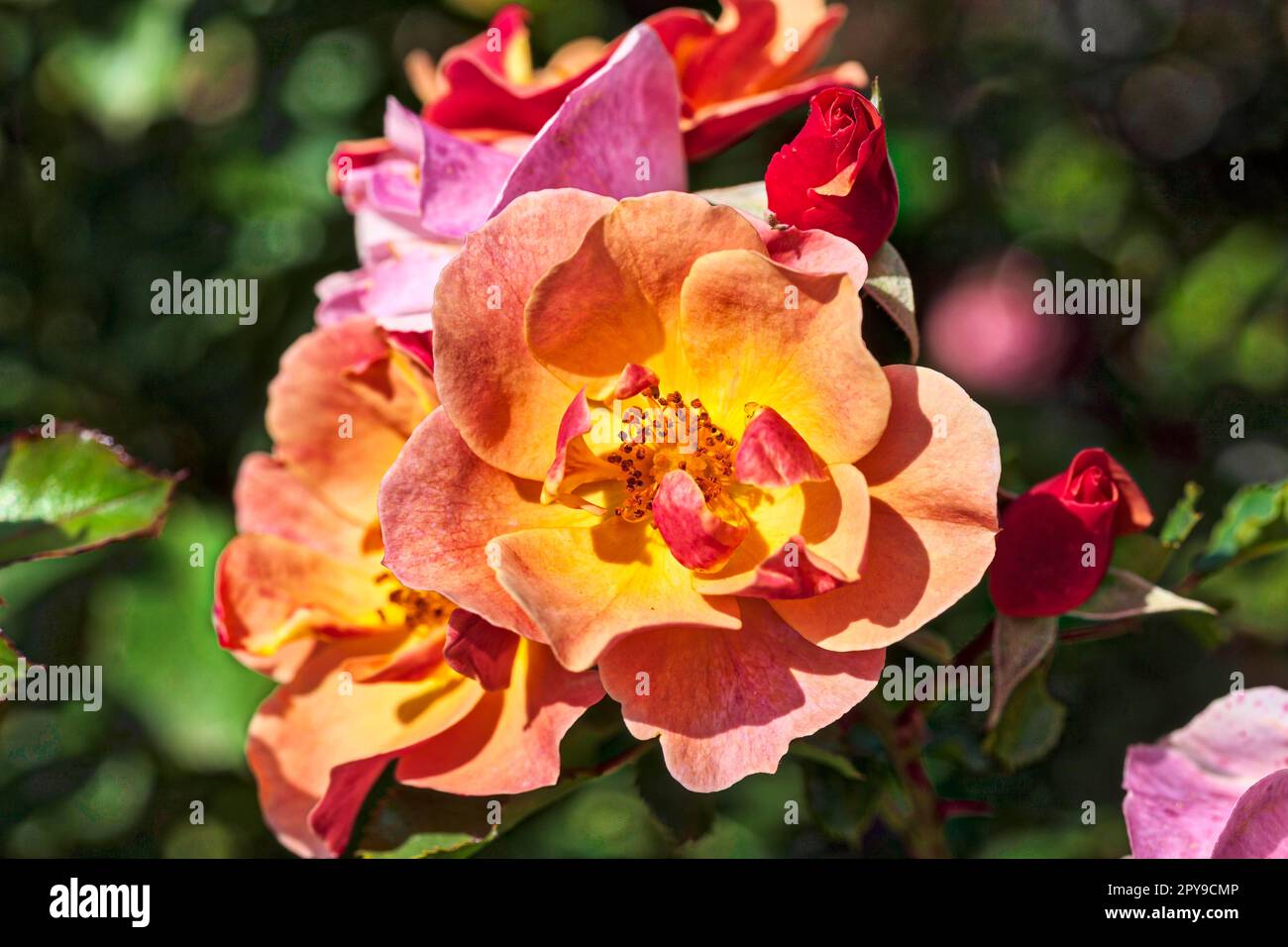 Rose (Rosa chinensis), exposition internationale des jardins, 2017, Berlin, Allemagne Banque D'Images