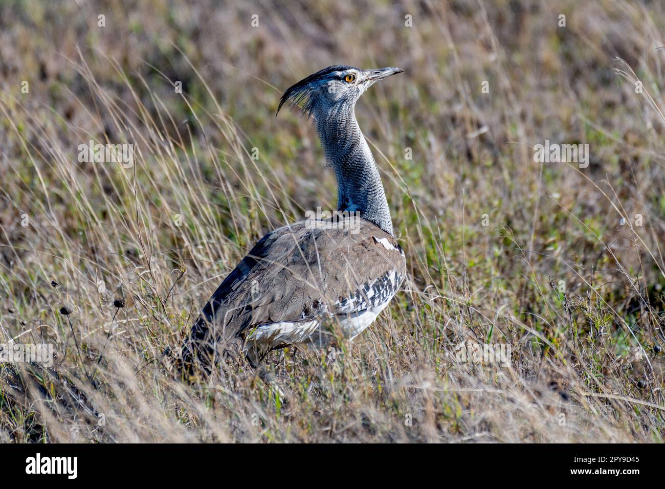 Oiseaux sauvages dans le parc national du Serengeti Banque D'Images