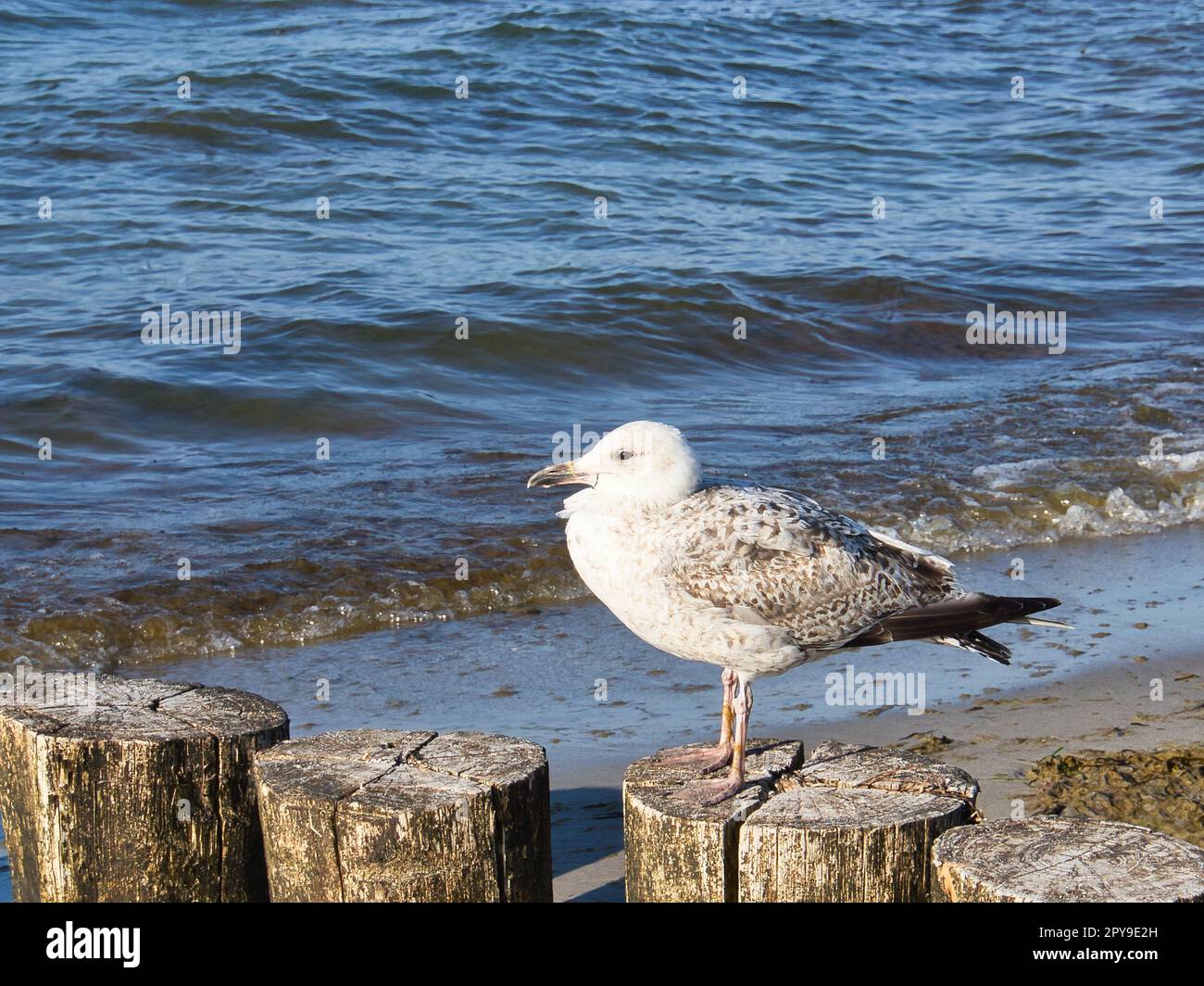 seagull se tient sur une groyne qui se jette dans la mer Baltique. Coucher de soleil Banque D'Images