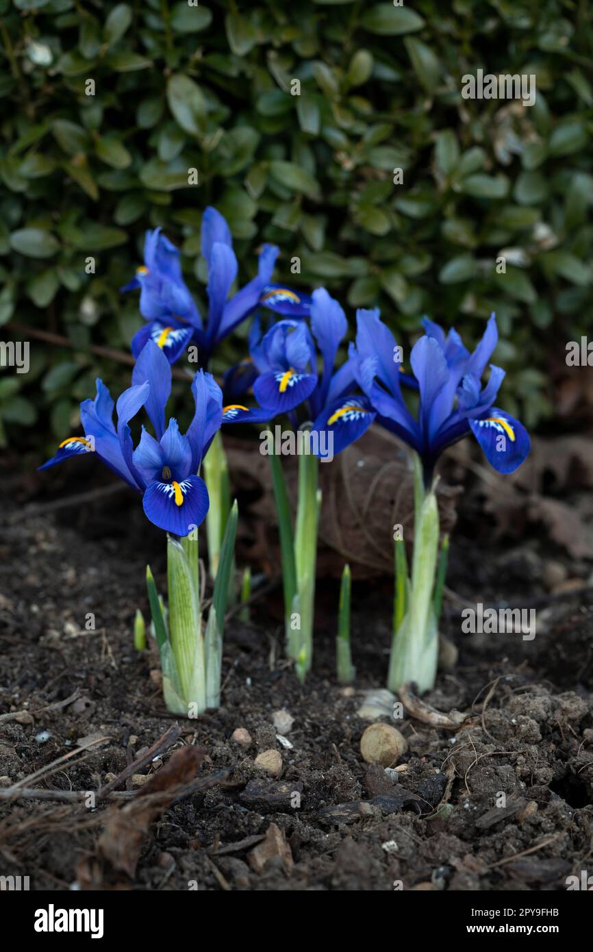 Fleurs de l'iris bleu dans un jardin Banque D'Images