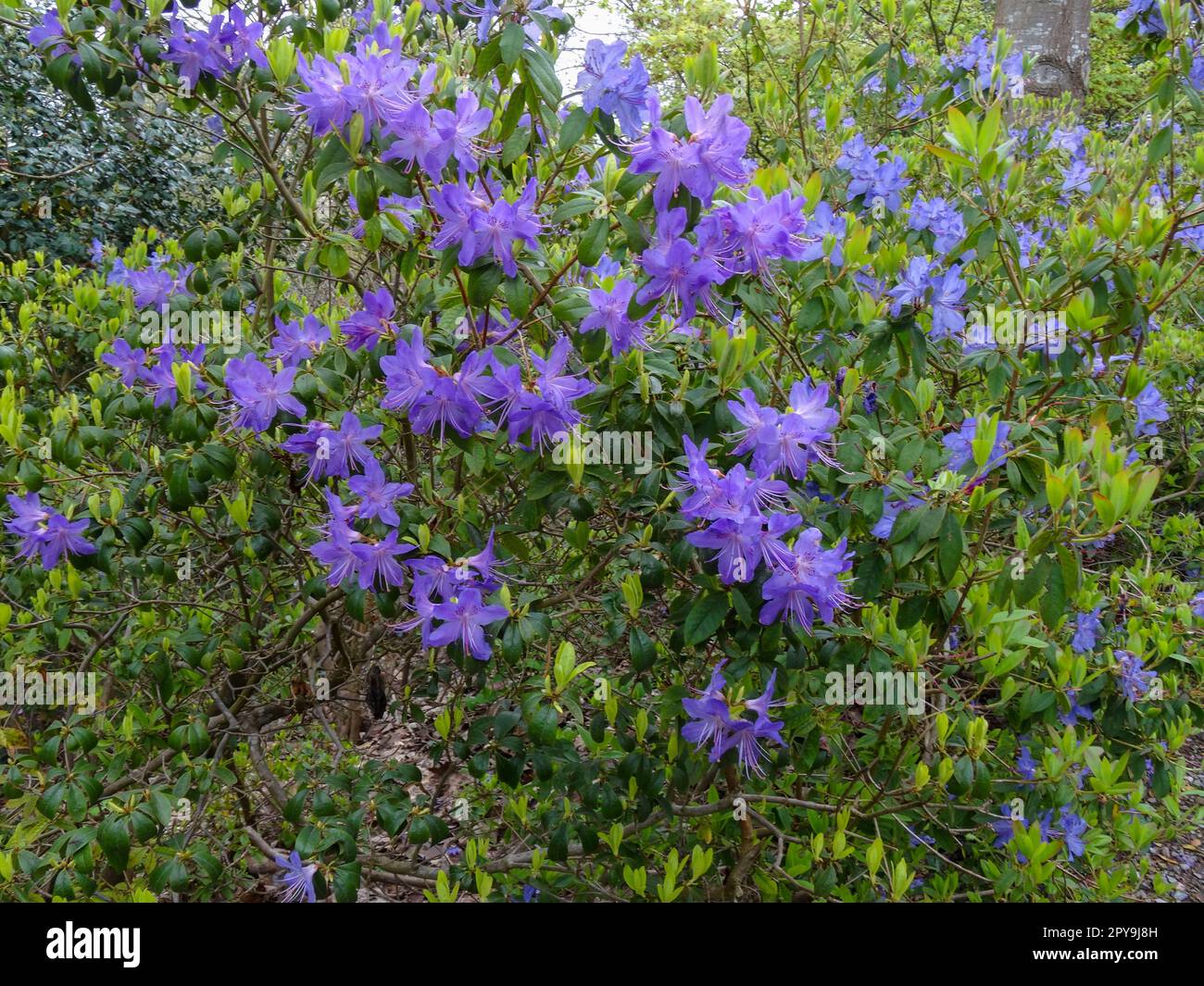 En grappes, le Rhododendron 'Sat Tudy' fleurit abondamment. Portrait naturel de plantes en gros plan Banque D'Images