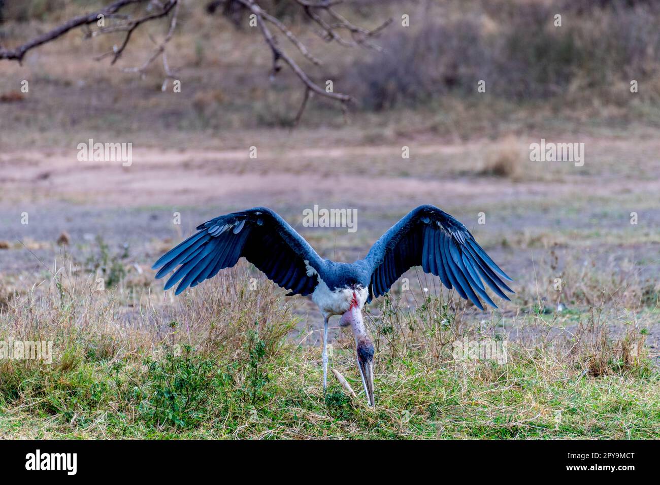 Oiseaux sauvages dans le parc national du Serengeti Banque D'Images