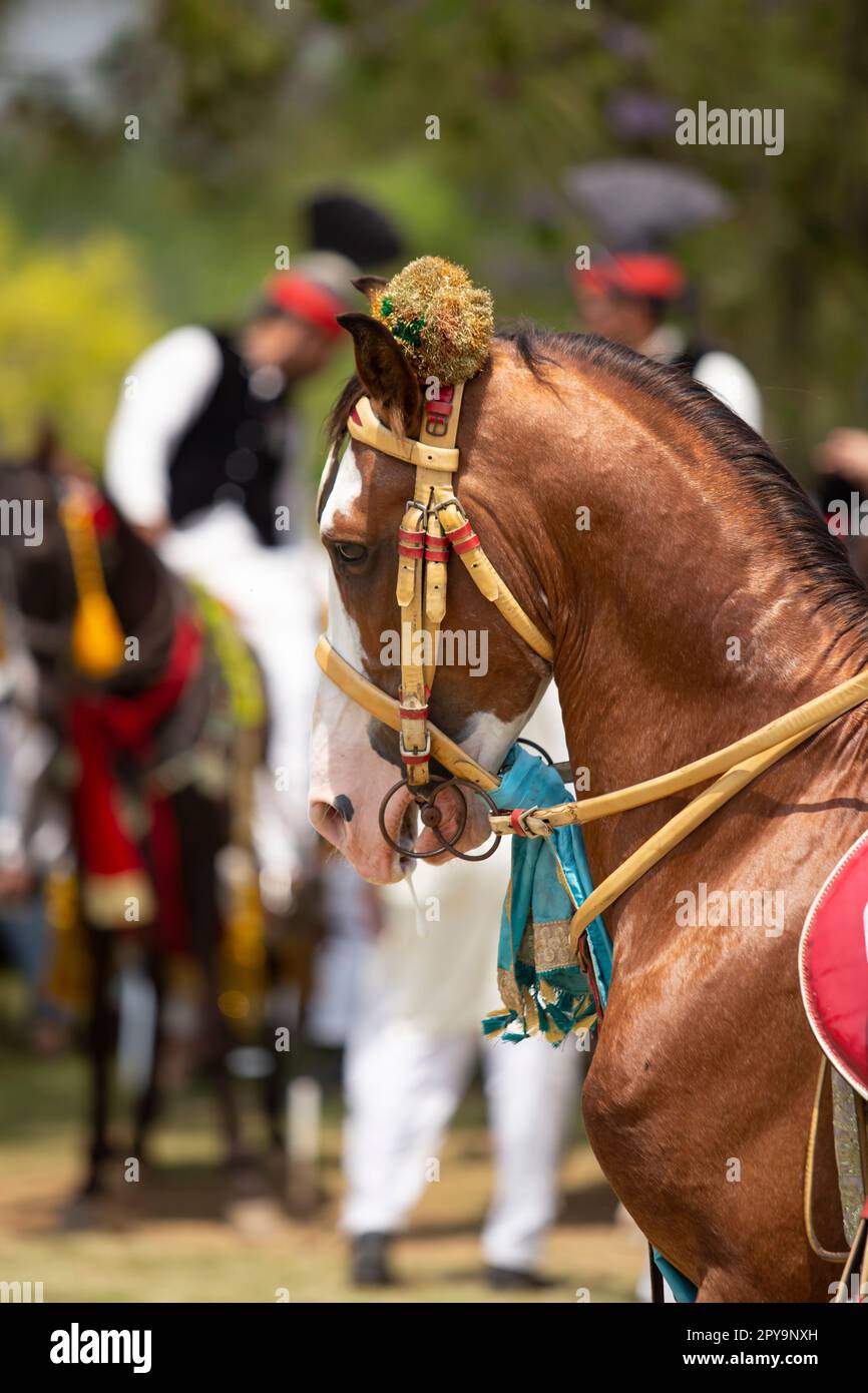 Portrait en gros plan d'une belle jeune étalon de châtaignier. Photo d'un cheval de race sur fond naturel Banque D'Images