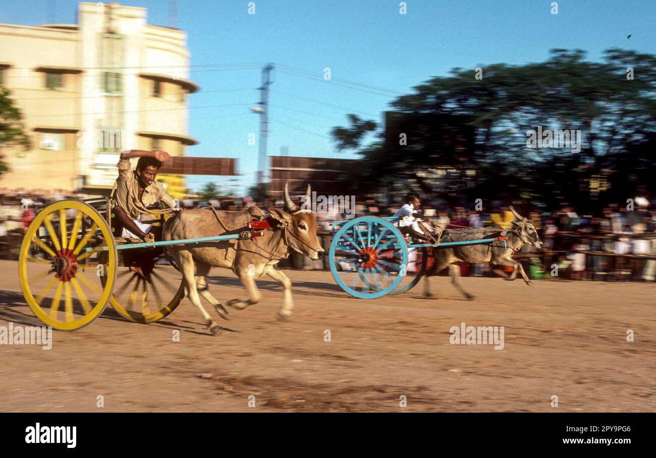 Course de chariots de Bullock menée par la Société pour la prévention de la cruauté envers les animaux (SPCA) à Coimbatore, Tamil Nadu, Inde du Sud, Inde, Asie Banque D'Images