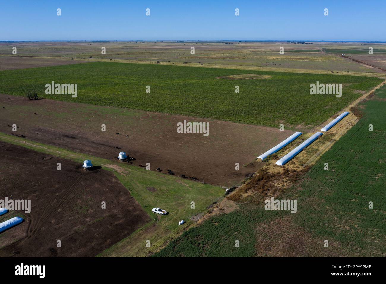 Production agricole dans la campagne Argentine, province de la Pampa, Patagonie, Argentine. Banque D'Images