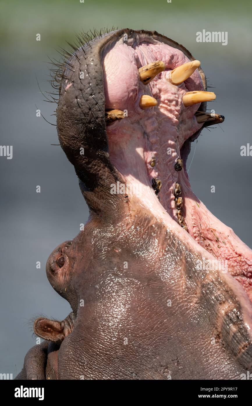 Gros plan de l'hippopotame avec la bouche largement ouverte Banque D'Images