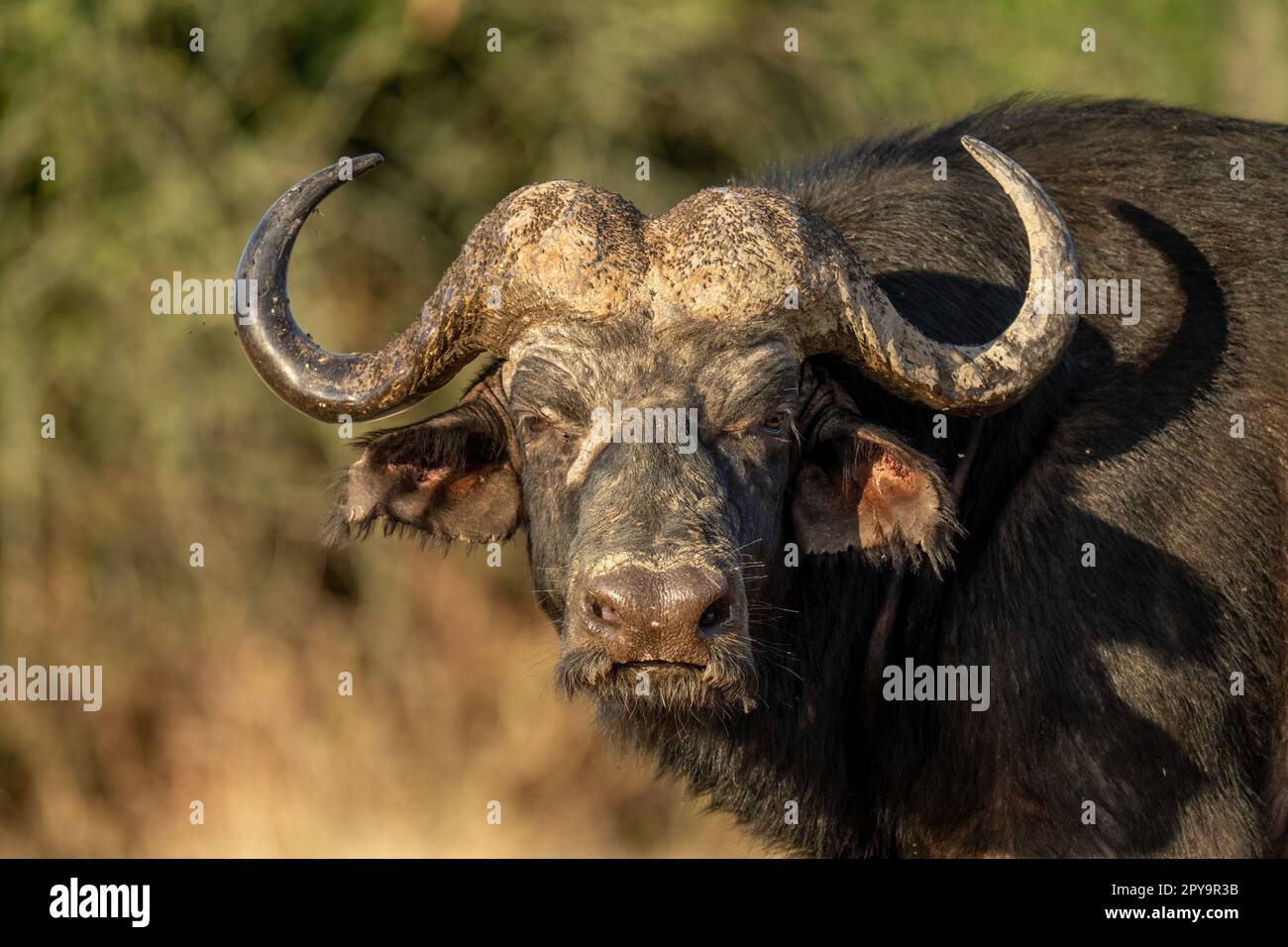 Gros plan du bison mâle du Cap au soleil Banque D'Images