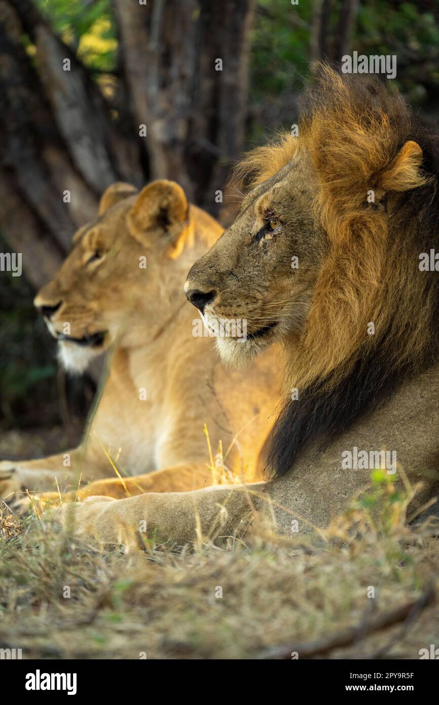 Gros plan du lion mâle et de la lionne couchée Banque D'Images