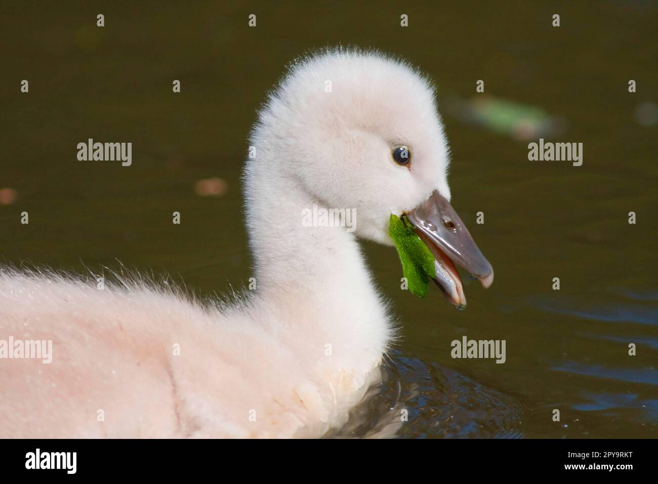 Muet le cygne, poussin Banque D'Images
