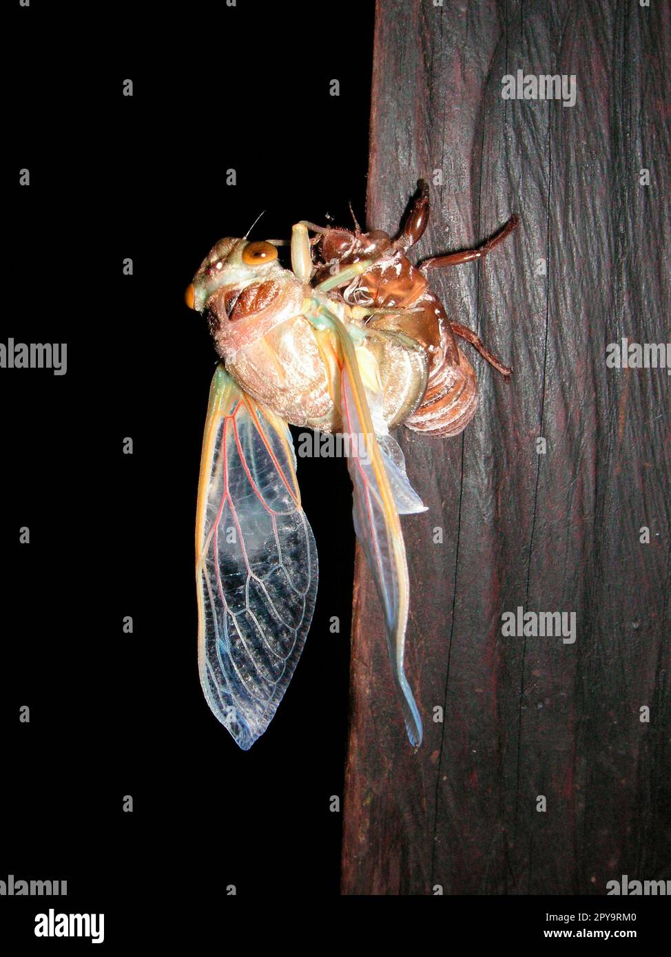 Éclosion d'une chanson Cicada, Nicaragua Banque D'Images