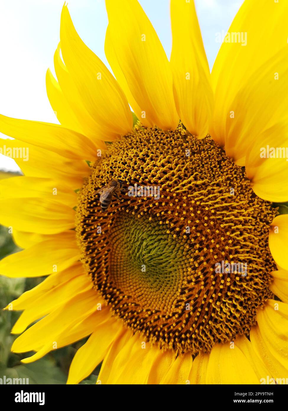 Une abeille pollinise un tournesol dans un champ en gros plan Banque D'Images