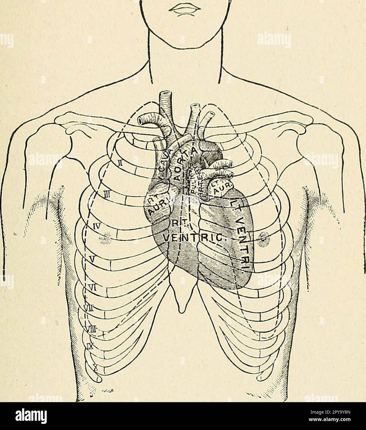 'Un livre de texte de premiers soins et de traitement d'urgence' (1917) Banque D'Images