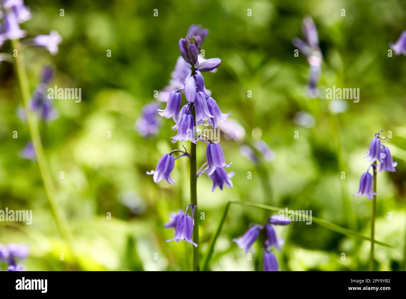 British Bluebells, jacinthoides non-scripta, bluebell floraison au printemps dans les bois du jardin britannique, herbes vivaces en forme de cloche, 2023 Banque D'Images