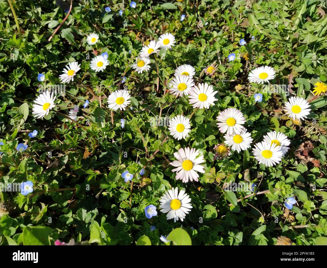 Marguerites blanches sur la pelouse un jour de printemps. Tiges courtes, seule l'herbe verte sort du sol. Les premiers pas du ressort. Pelouse avec fleurs. Sol avec argile. Gros plan. Herbe verte et feuilles de trèfle. Banque D'Images