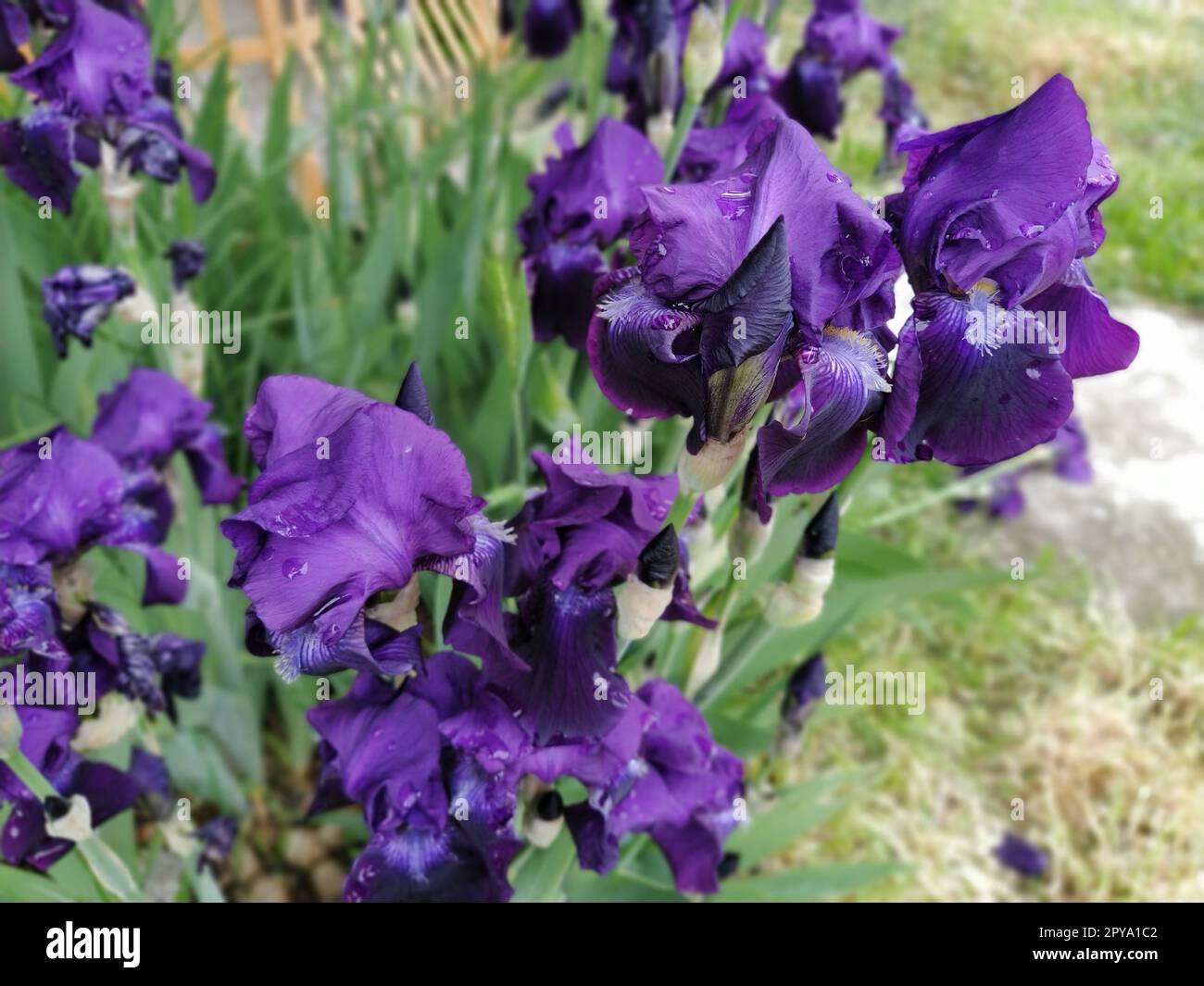 Iris violets. Belles fleurs délicates d'iris bleu-violet foncé dans le jardin. Pétales gracieux. Flou artistique. Image floue Banque D'Images