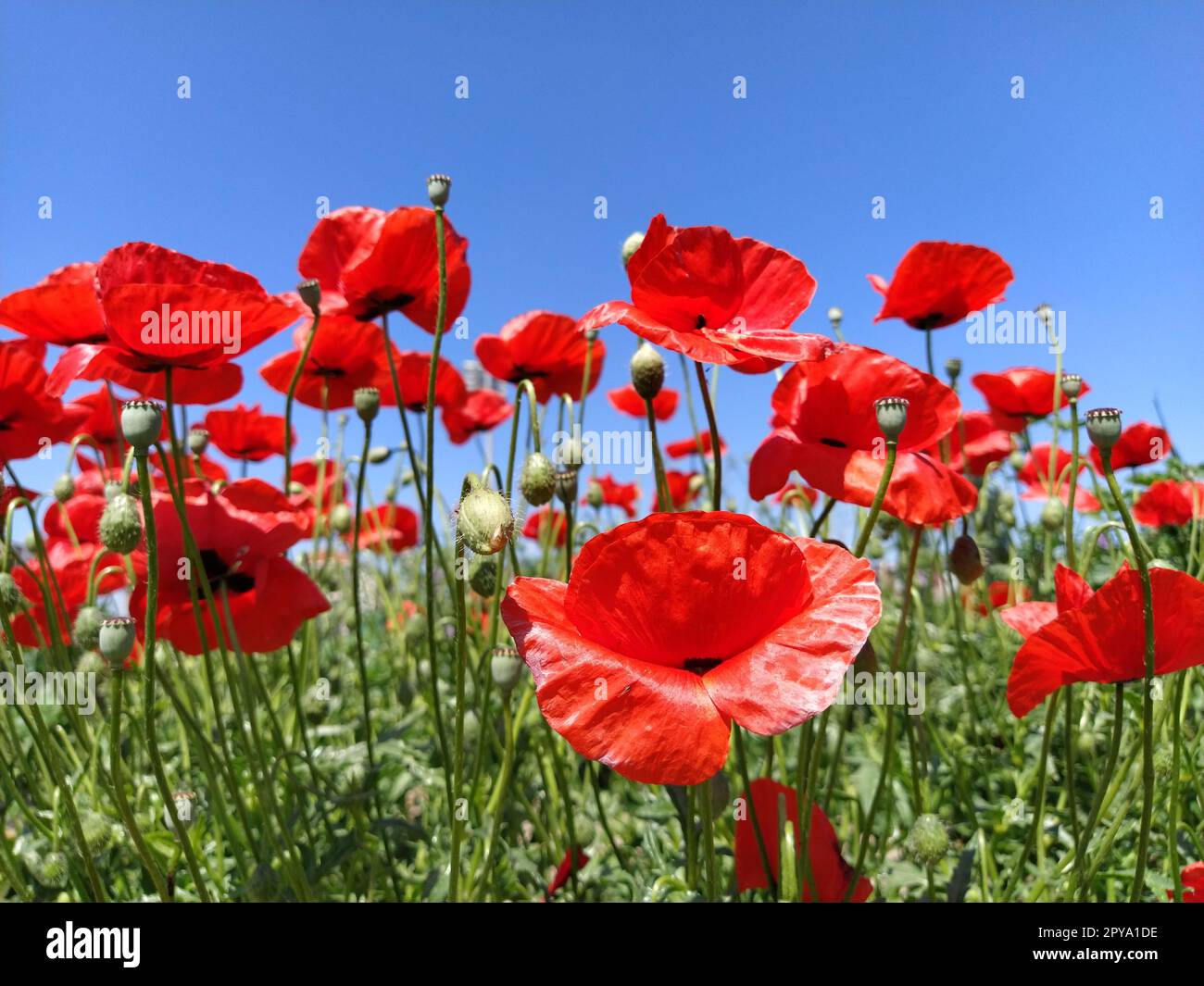 Fleurs de coquelicot rouge fleuries sur le côté contre un ciel bleu. Source d'opium. Fleurs sauvages sur le terrain. De doux pétales de coquelicot scintillent au soleil éclatant. Le vent souffle des fleurs Banque D'Images