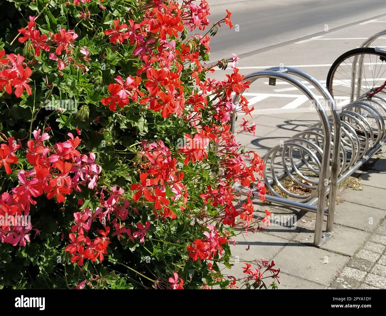 Pelargonium peltatum. Géraniums de lierre en fleurs rouge, rose et magenta dans un parc de la ville. Aménagement paysager vertical d'un jardin, d'une cour ou d'une rue de la ville. Support d'arrimage de vélo en arrière-plan Banque D'Images