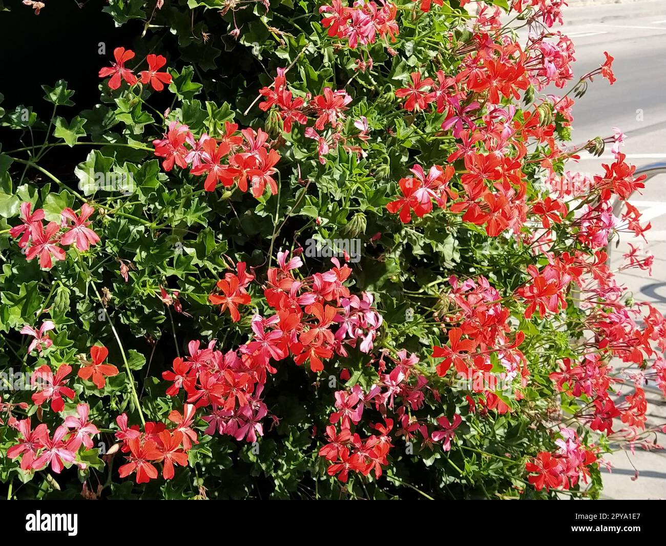 Pelargonium peltatum. Géraniums de lierre en fleurs rouge, rose et magenta dans un parc de la ville. Aménagement paysager vertical d'un jardin, d'une cour ou d'une rue de la ville Banque D'Images