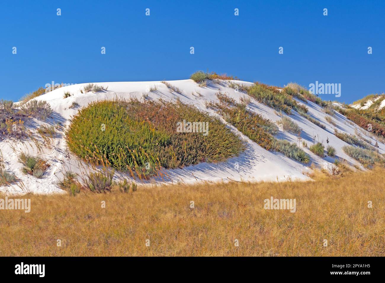 Plantes du désert accrochées aux dunes Banque D'Images