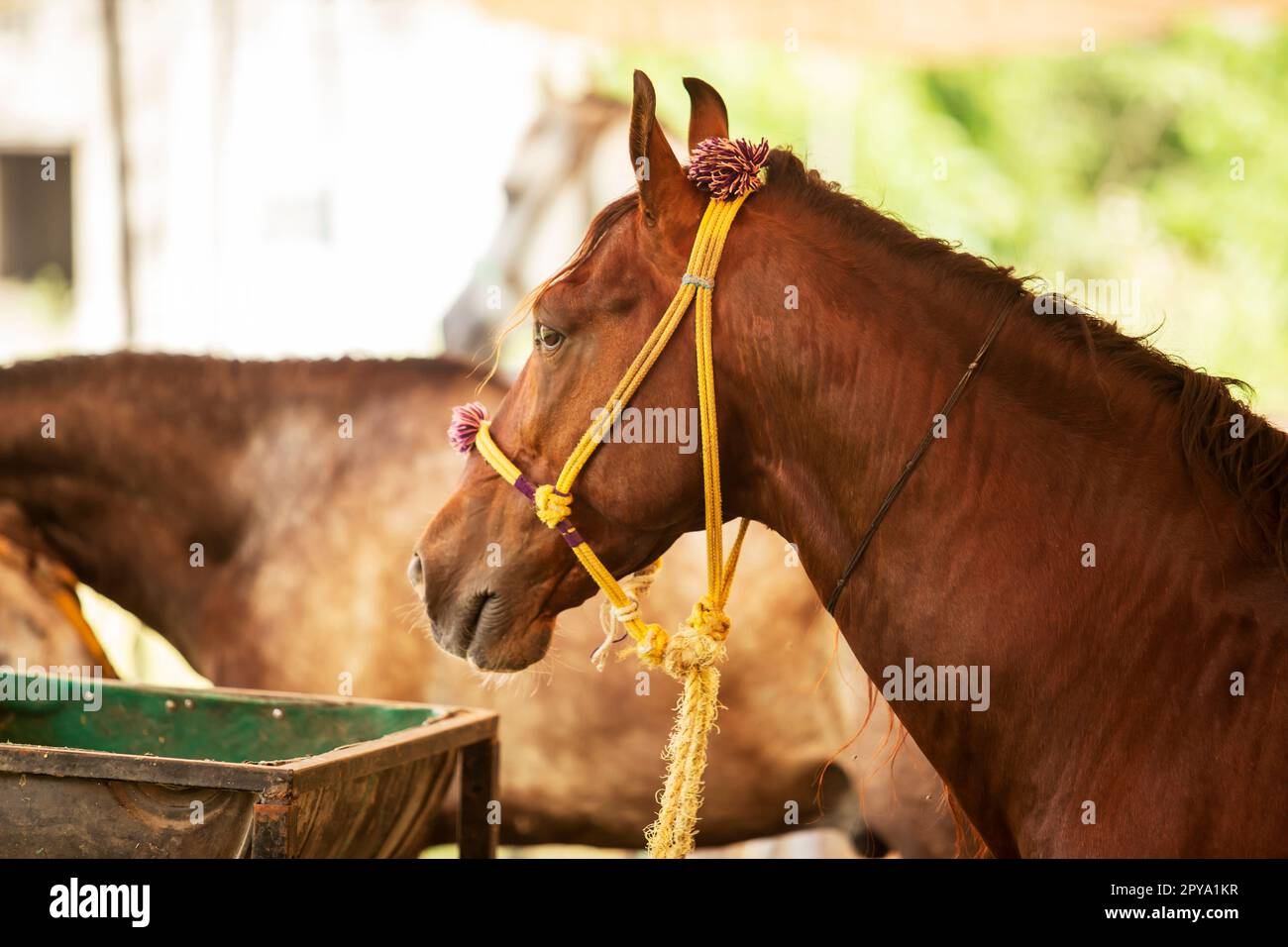 Portrait en gros plan d'une belle jeune étalon de châtaignier. Photo d'un cheval de race sur fond naturel Banque D'Images