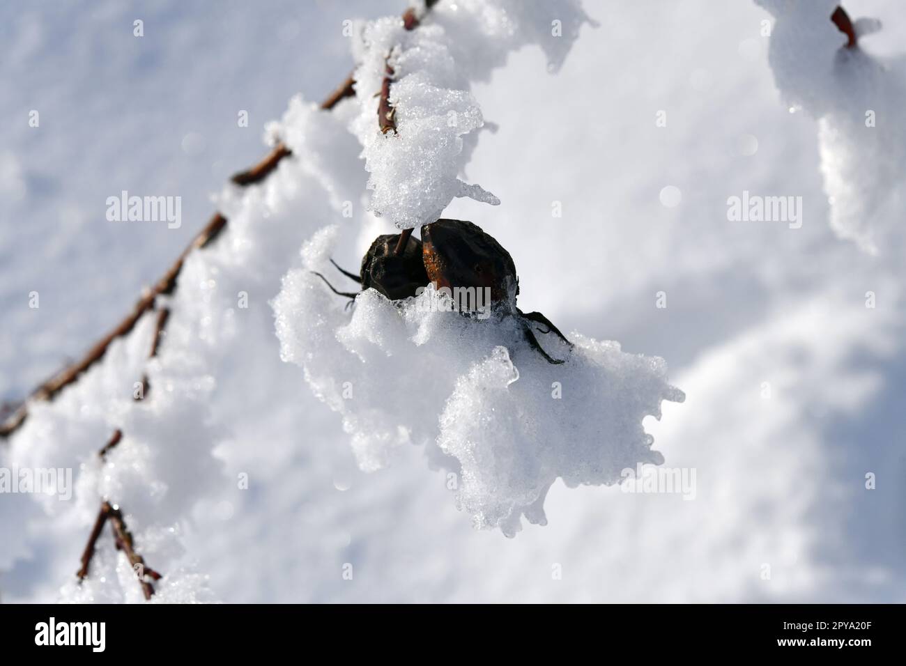 hanche rose recouverte de neige en hiver Banque D'Images