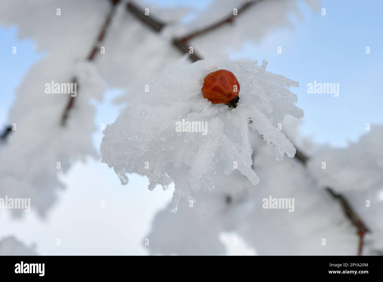 hanche rose recouverte de neige en hiver Banque D'Images