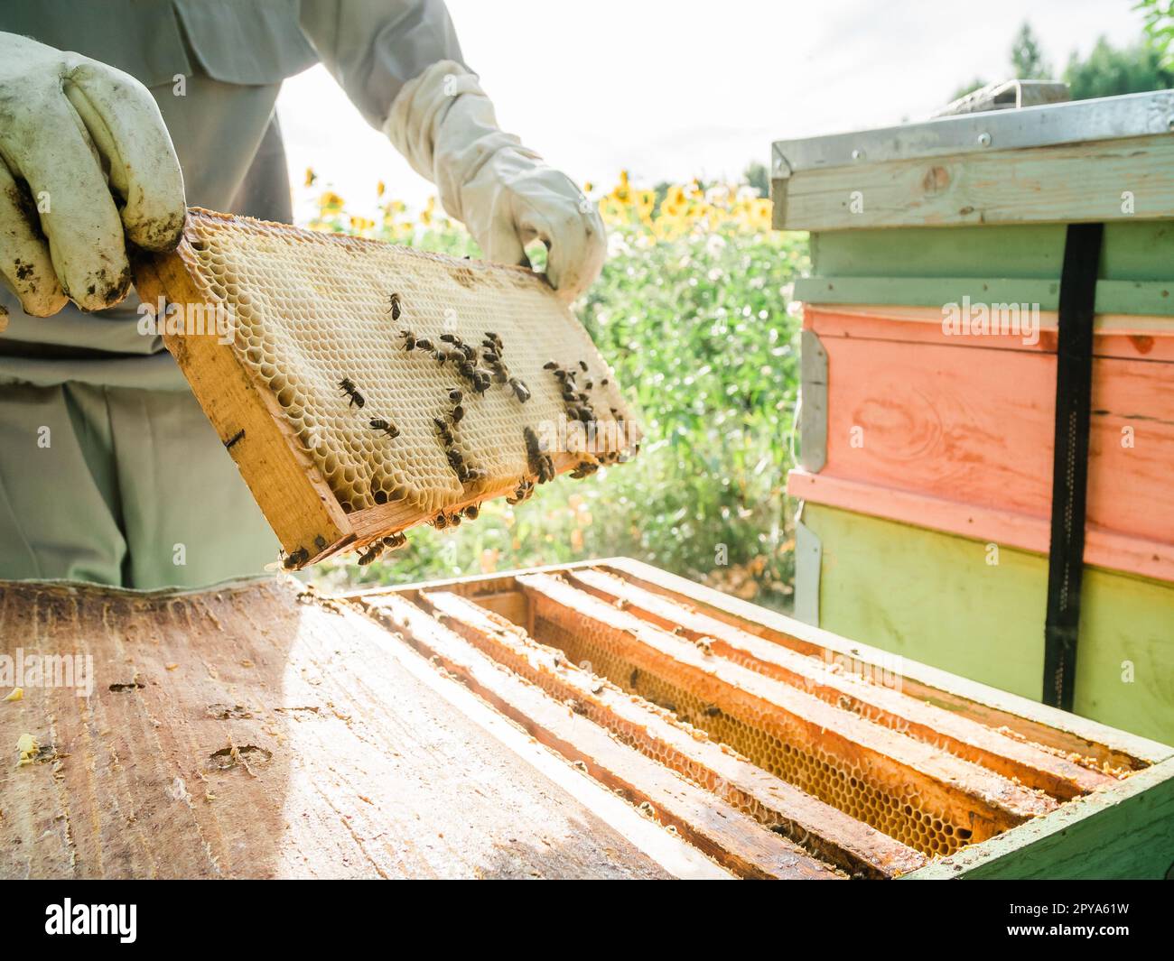 Apiculteur enlevant le nid d'abeille de la ruche. Personne en costume d'apiculteur prenant le miel de la ruche. Fermier portant un costume d'abeille travaillant avec du nid d'abeille dans un rucher. Apiculture à la campagne - agriculture biologique Banque D'Images