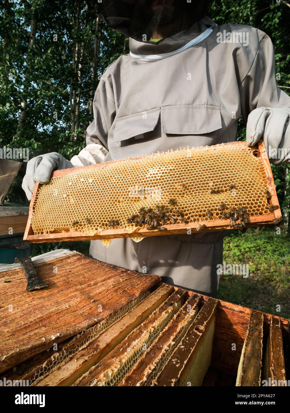 Apiculteur mâle travaillant dans son apiaire sur une ferme d'abeilles, concept d'apiculture Banque D'Images