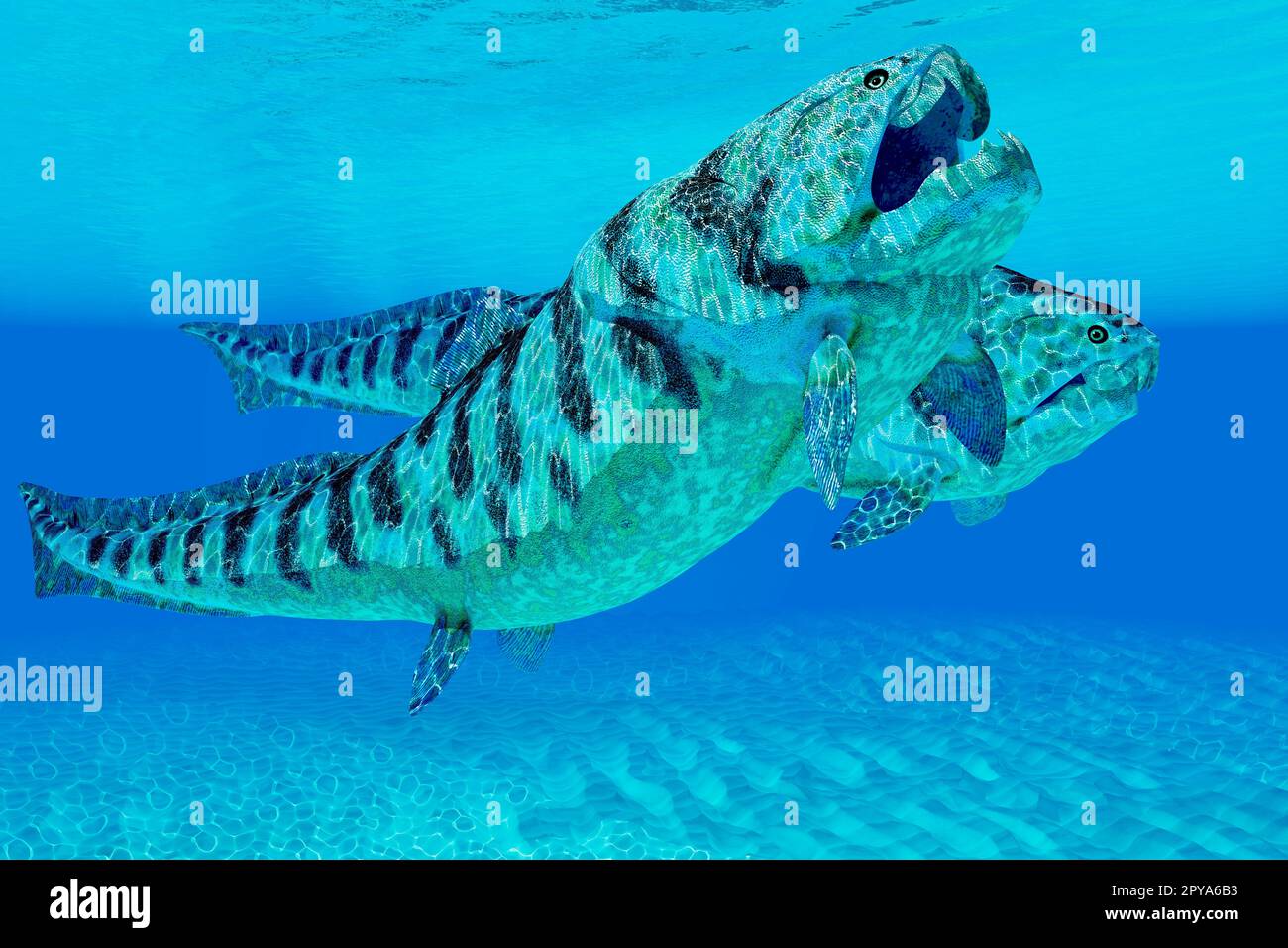 Dunkleosteus était un poisson des placodermes carnivores qui vivait dans les mers du Dévonien. Banque D'Images