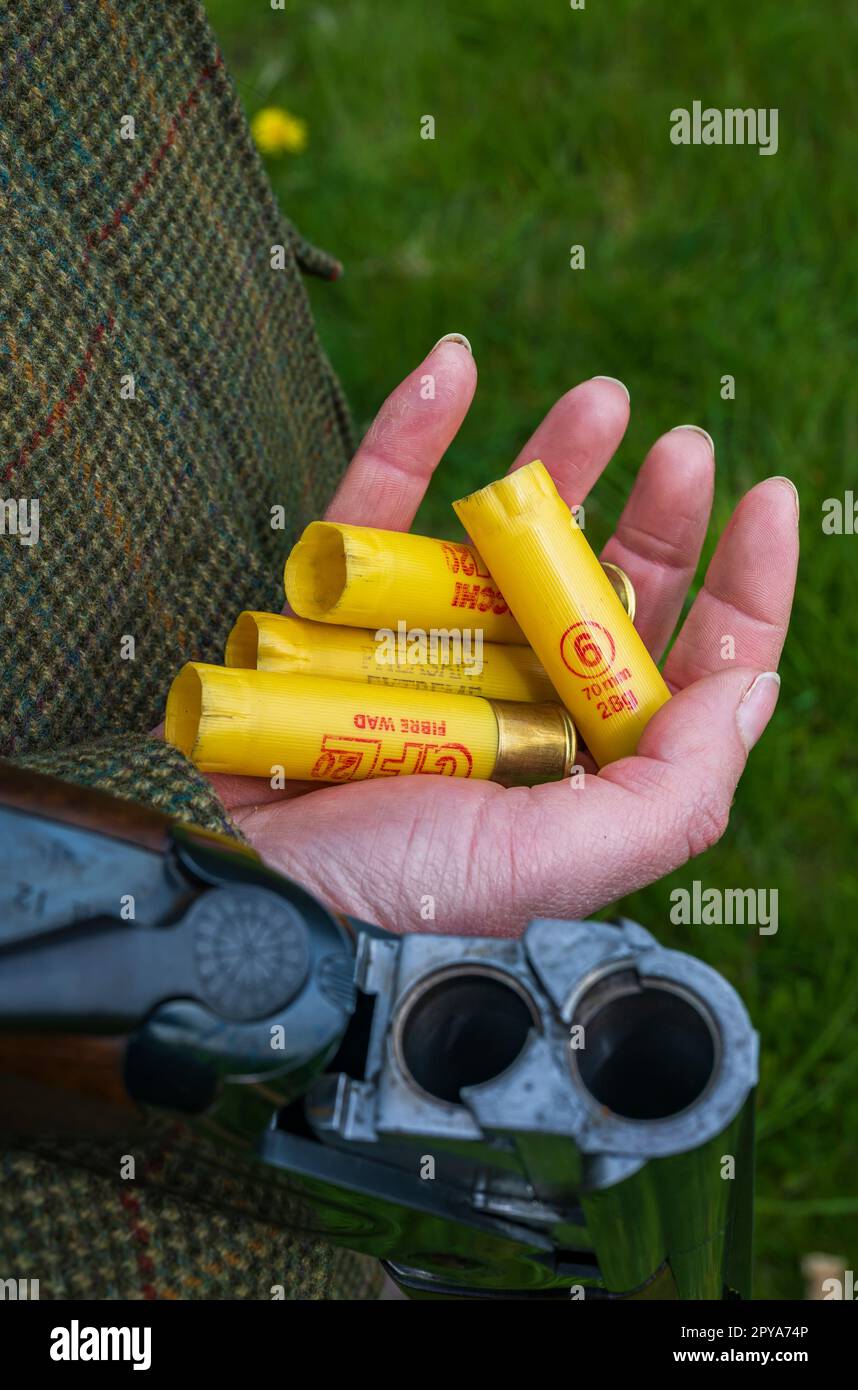 Gros plan de la main d’une femme tenant un fusil de chasse ouvert et une poignée de cartouches usagées Banque D'Images