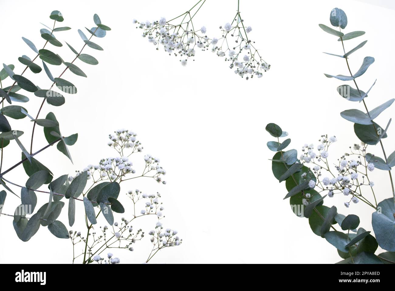 Gypsophila White Banque De Photographies Et D images Haute R solution gypsophila-white-banque-de-photographies-et-d-images-haute-r-solution
