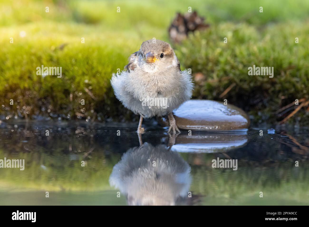 bruant, Passer domesticus. un beau moineau dans un environnement naturel Banque D'Images