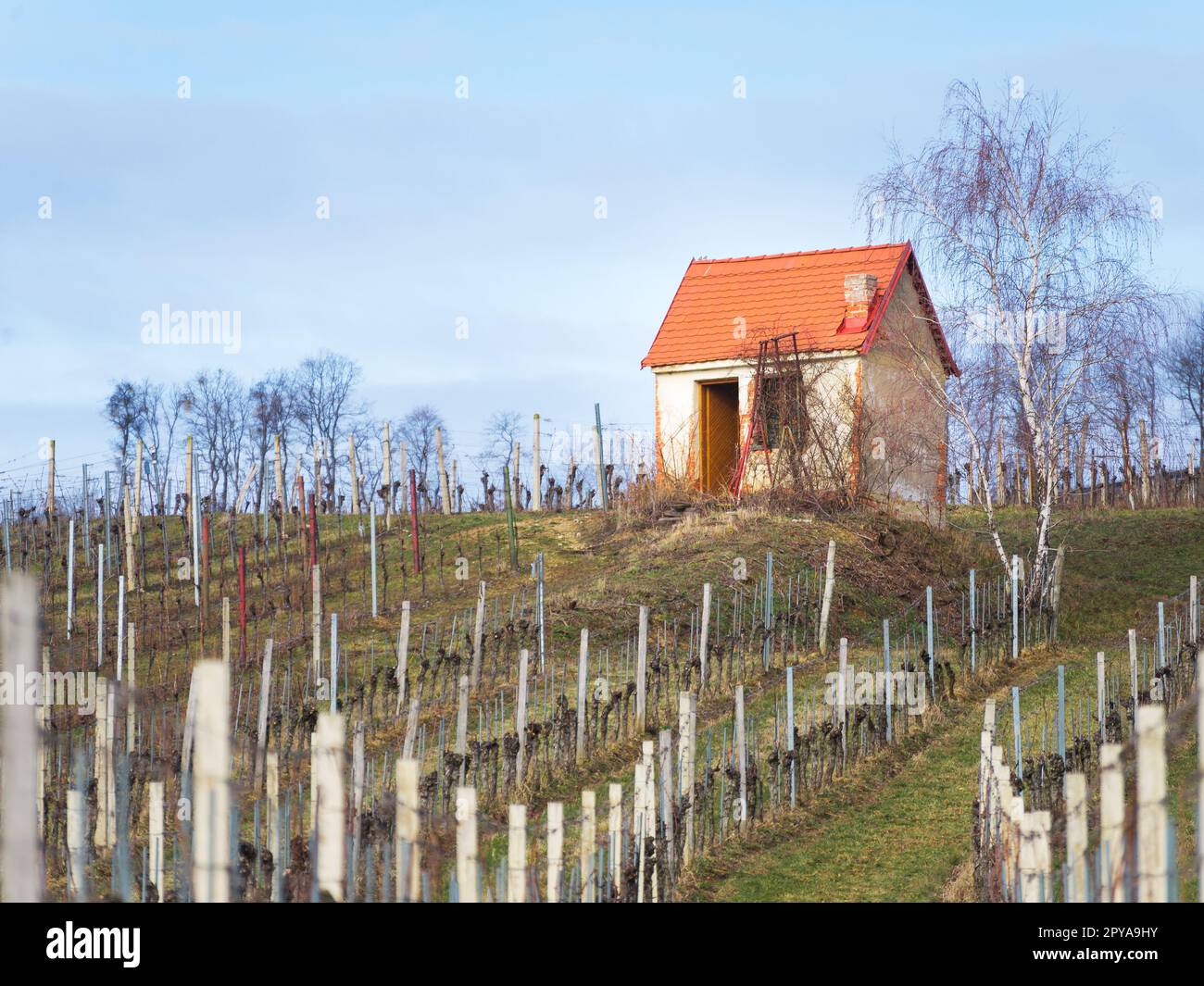 Petite cabane dans un vignoble dans le centre du burgenland autriche Banque D'Images