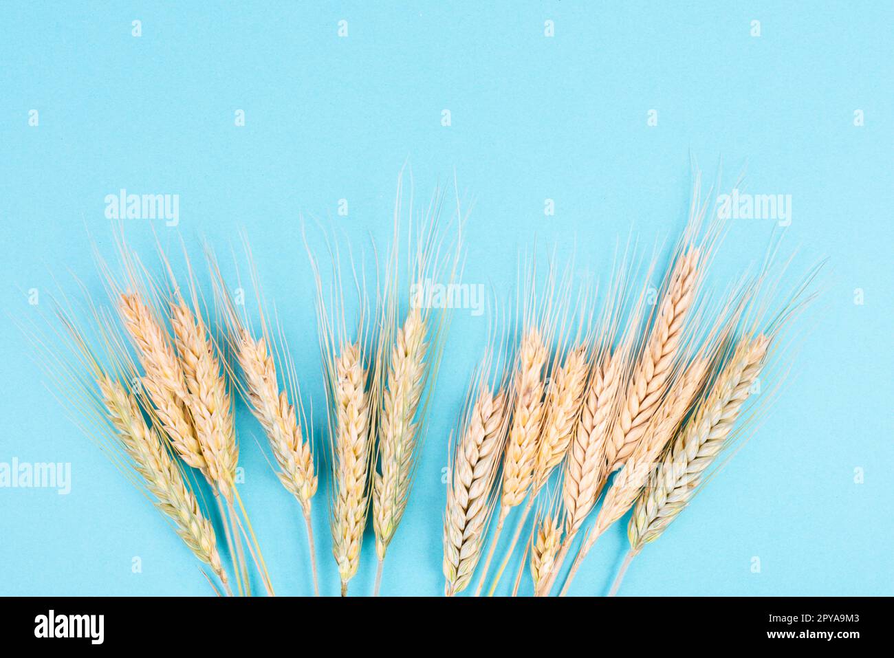 Récolte de blé sur fond bleu, récolte de nourriture en été, paille dorée Banque D'Images