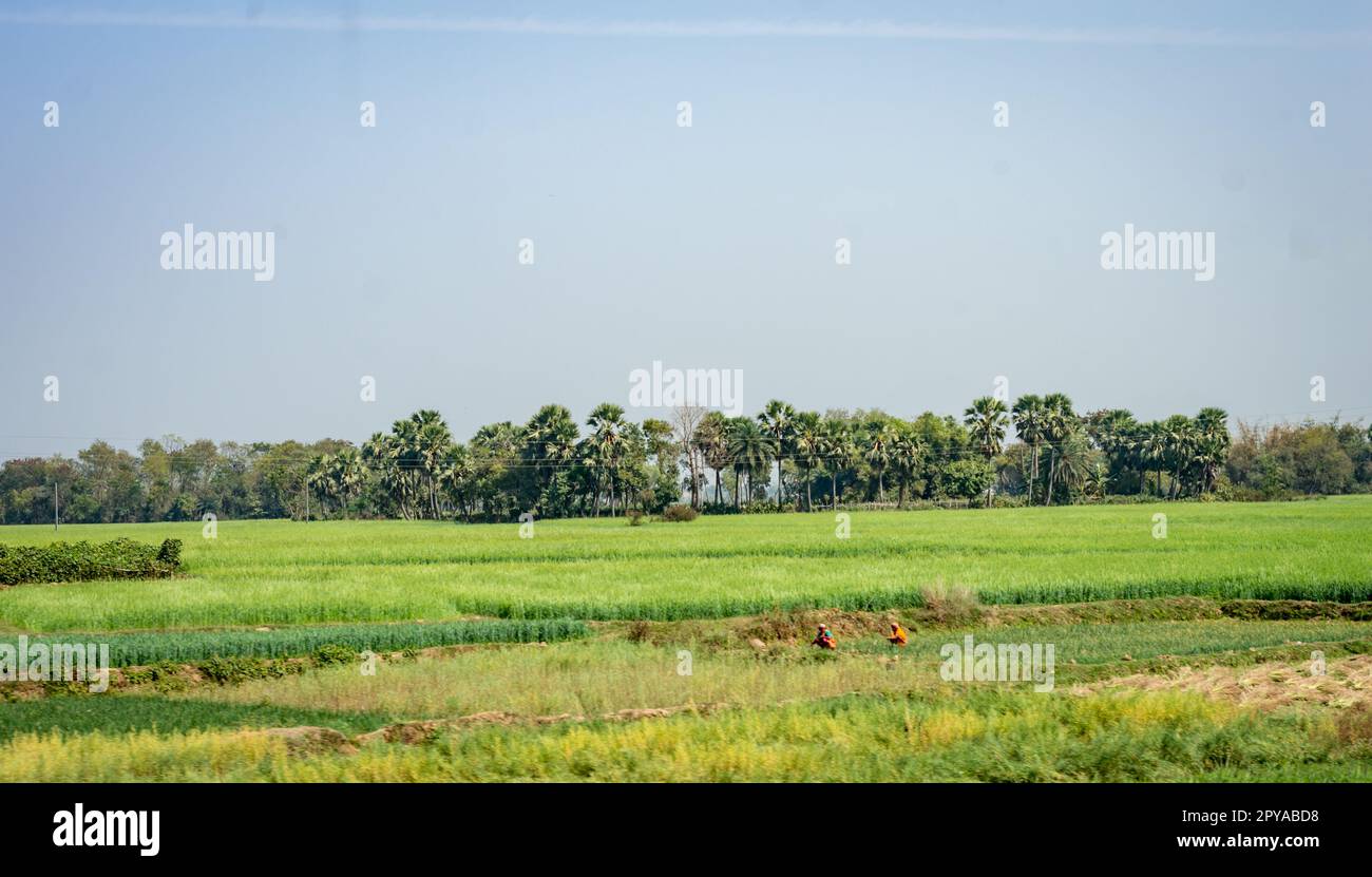 Des arbres alignés à l'horizon contre des rizières vertes au premier plan et un ciel bleu en arrière-plan. Paysage rural de village indien. Inde Asie du Sud Pacifique Banque D'Images