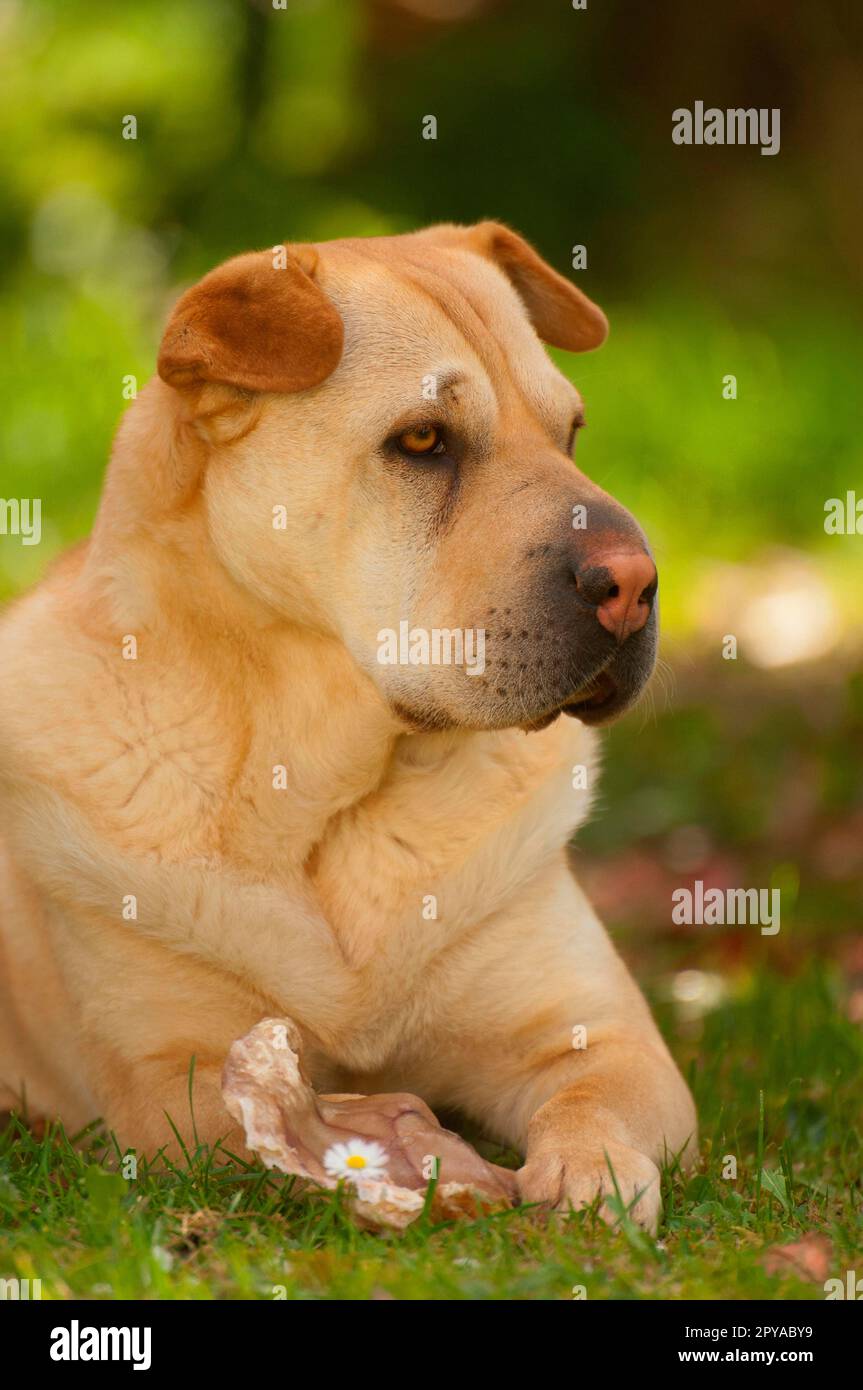 Shar-Pei chinois Banque D'Images