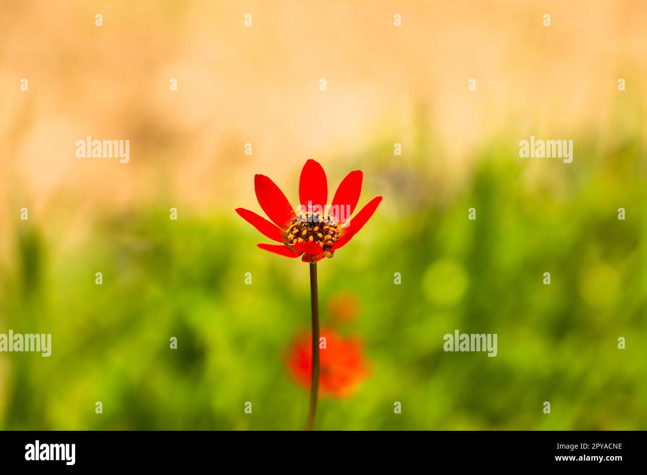 Superbes photos de fleurs en gros plan. Belles fleurs dans le parc en été Banque D'Images