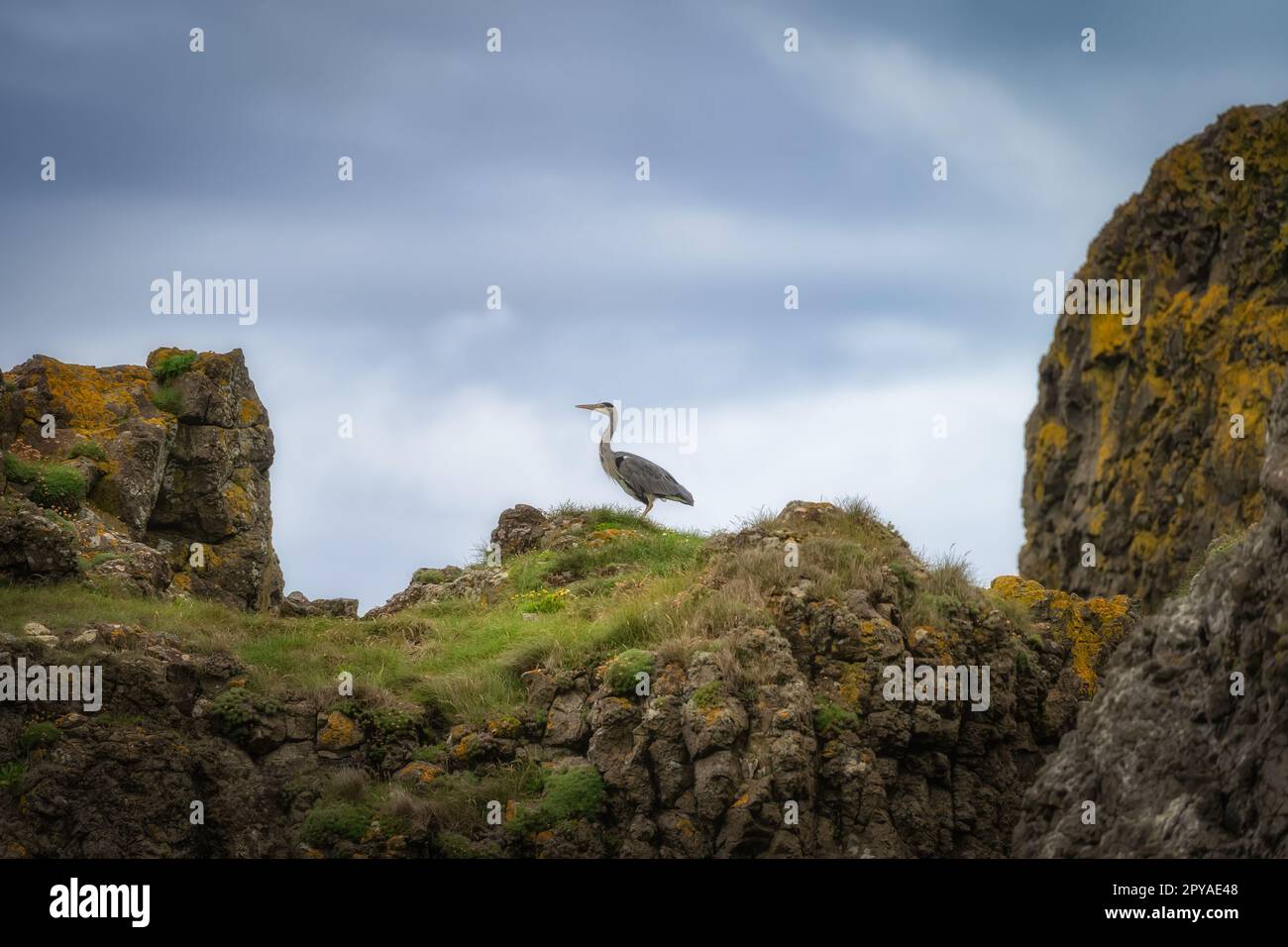 Héron gris debout toujours sur les rochers de la côte irlandaise Banque D'Images