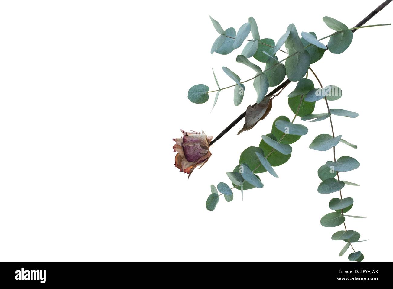 Branche d'eucalyptus avec rose séchée sur blanc Banque D'Images