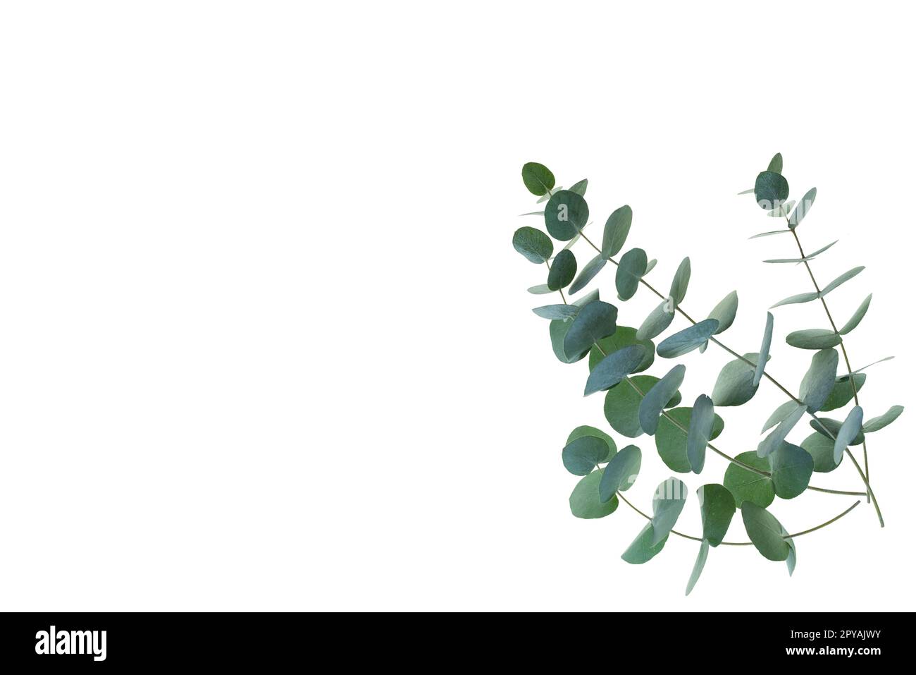 Branche d'Eucalyptus isolated on white Banque D'Images