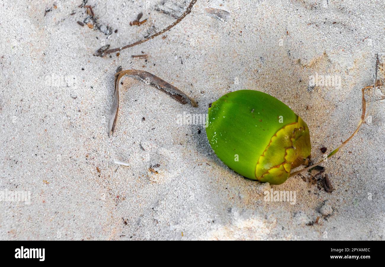 La vieille noix de coco tombée se trouve sur la plage et pourrit loin. Banque D'Images